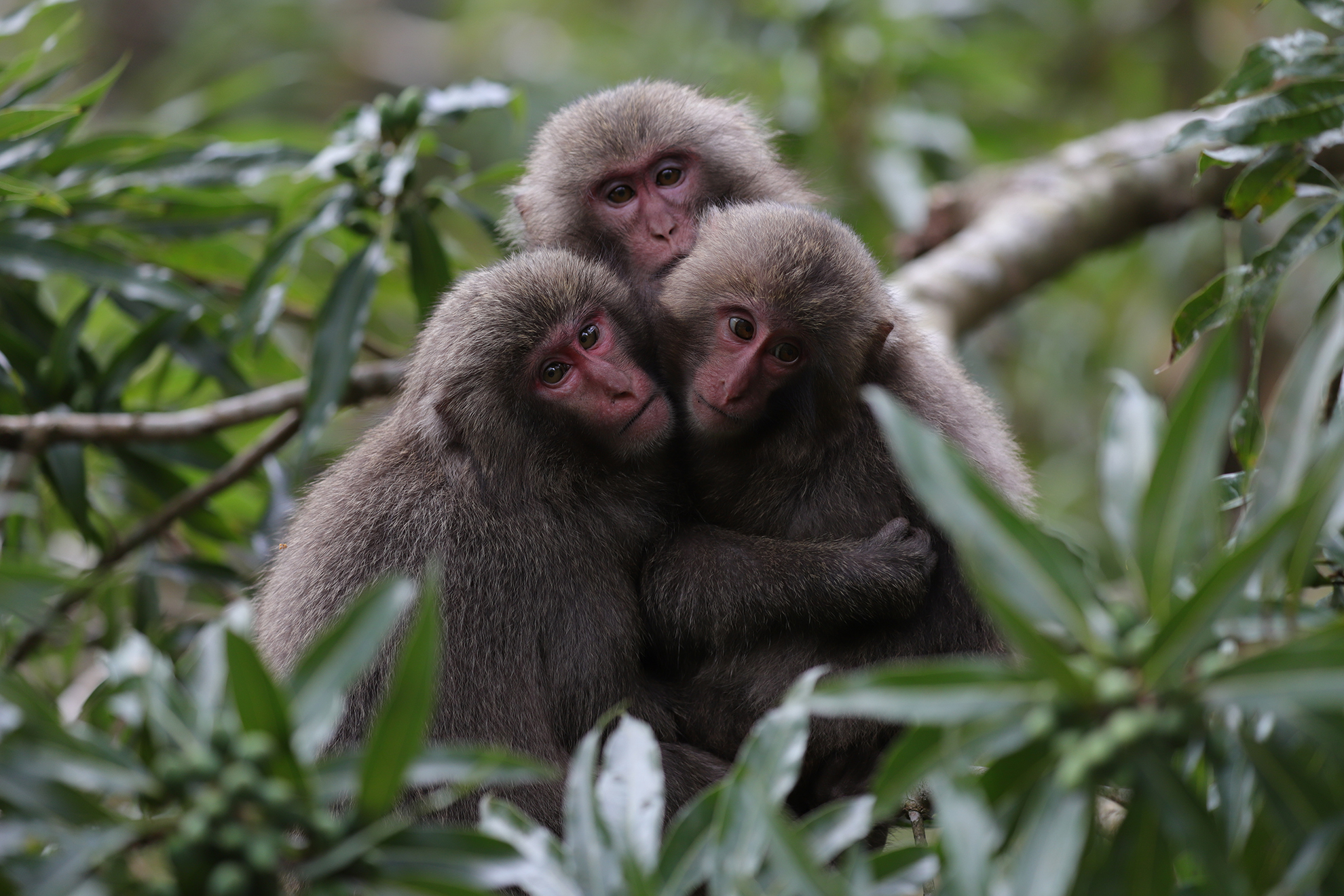Picture of baboons embracing