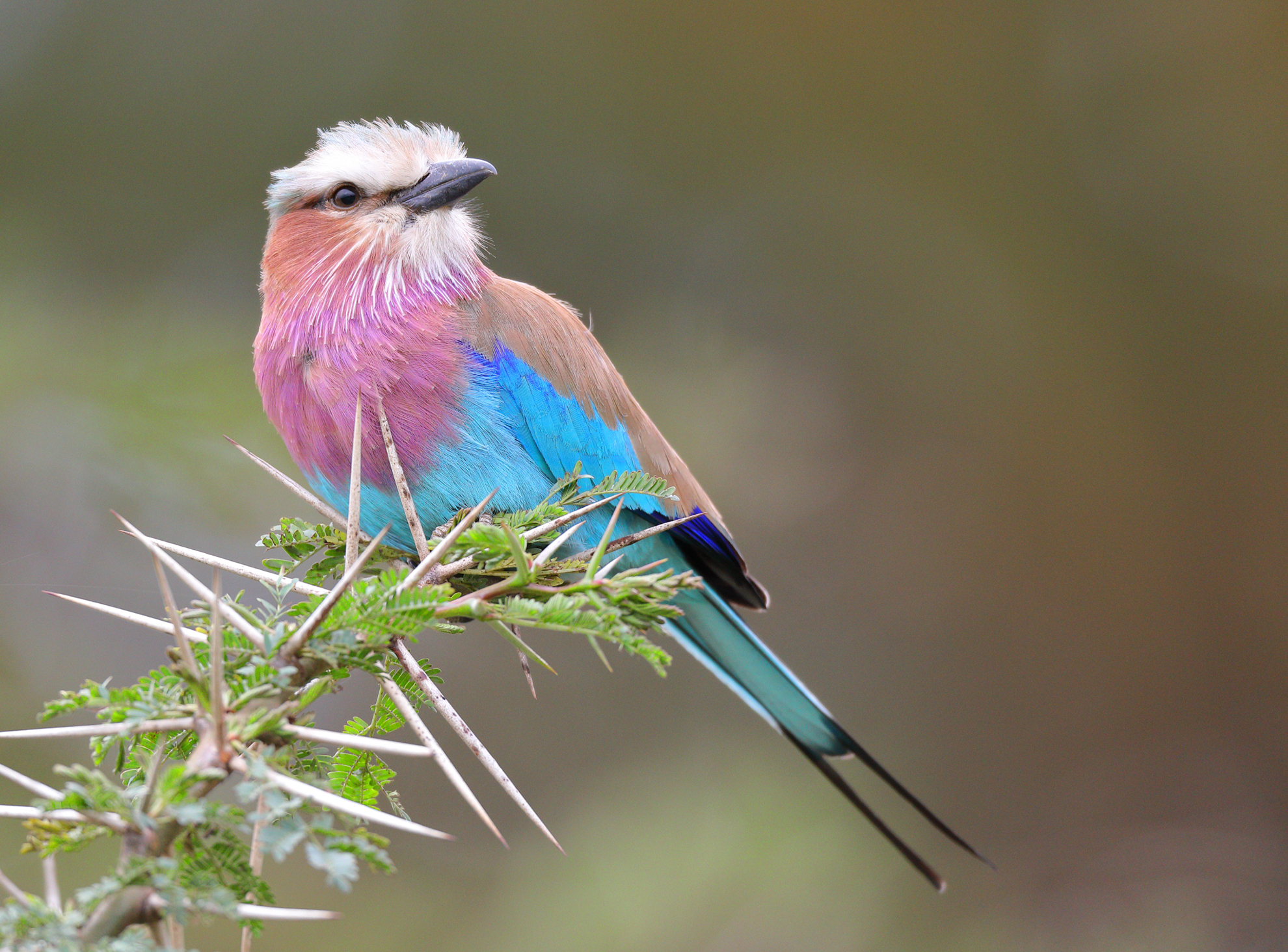 Photo of a Lilac-breasted roller