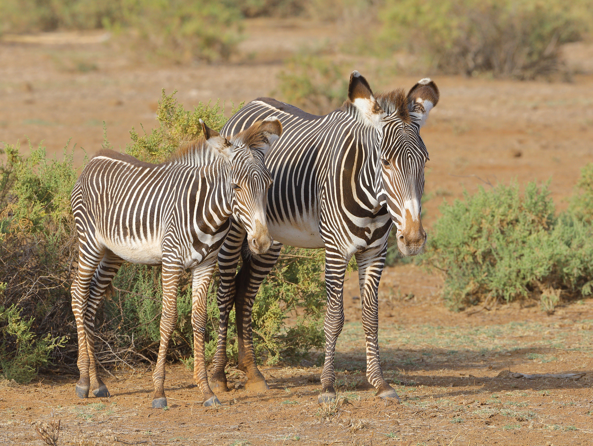 Photo of two zebras