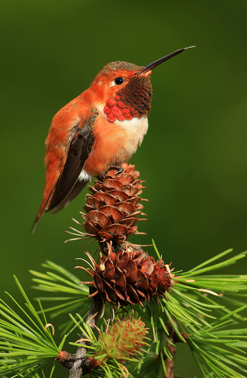 Red hummingbird
