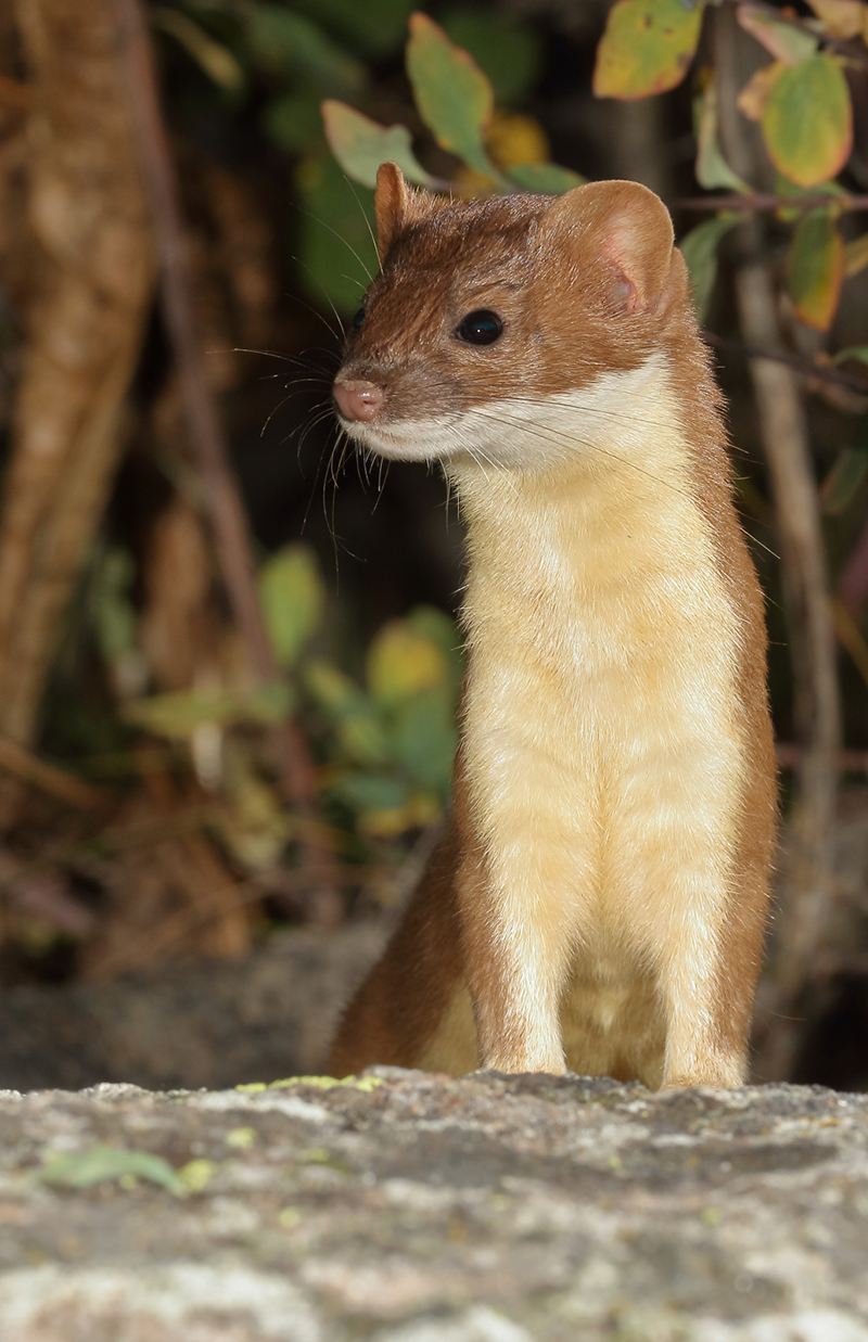 long-tailed weasel