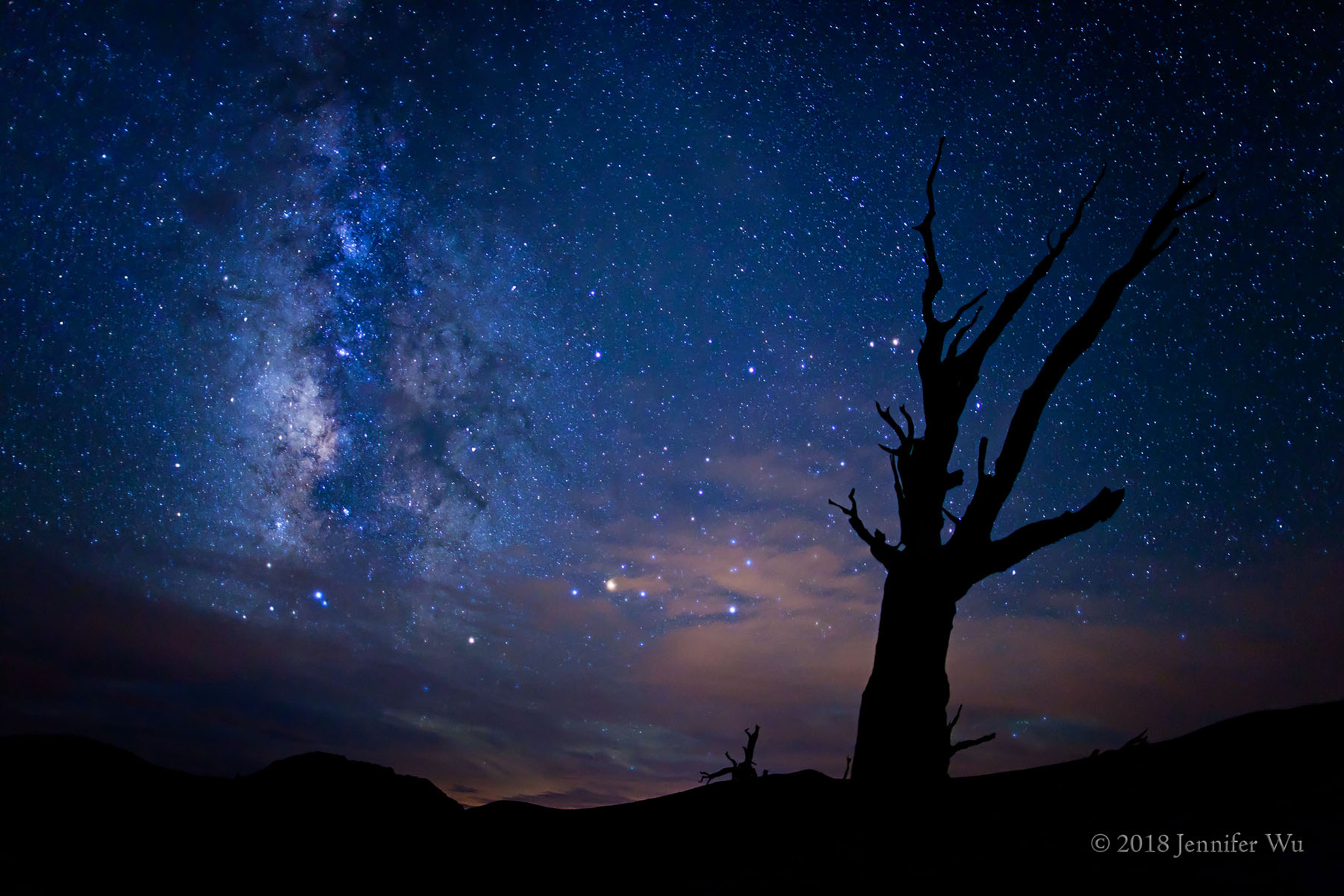 Shot of a Bristlecone Pine and the Milky Way