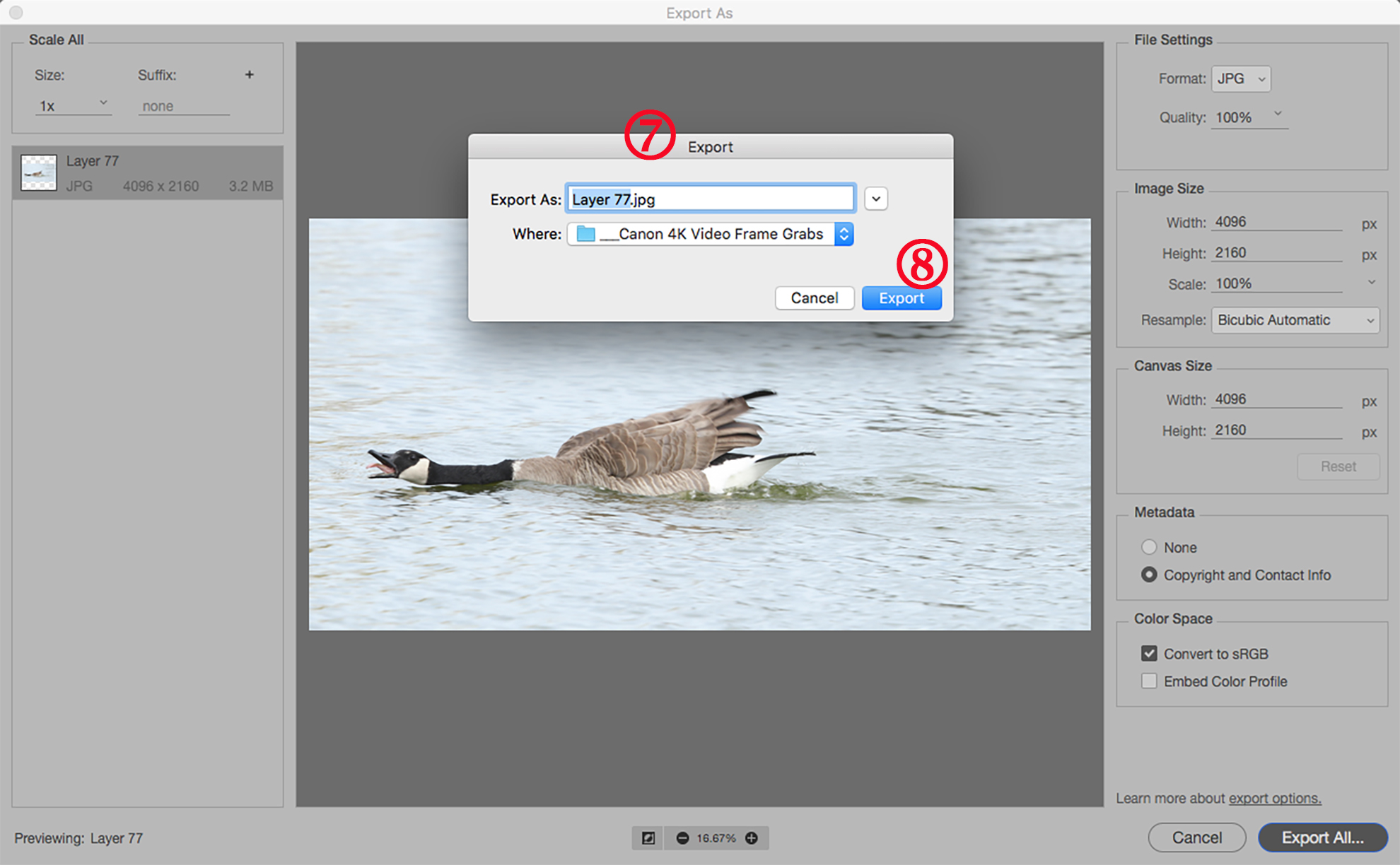 Image of Goose in Adobe