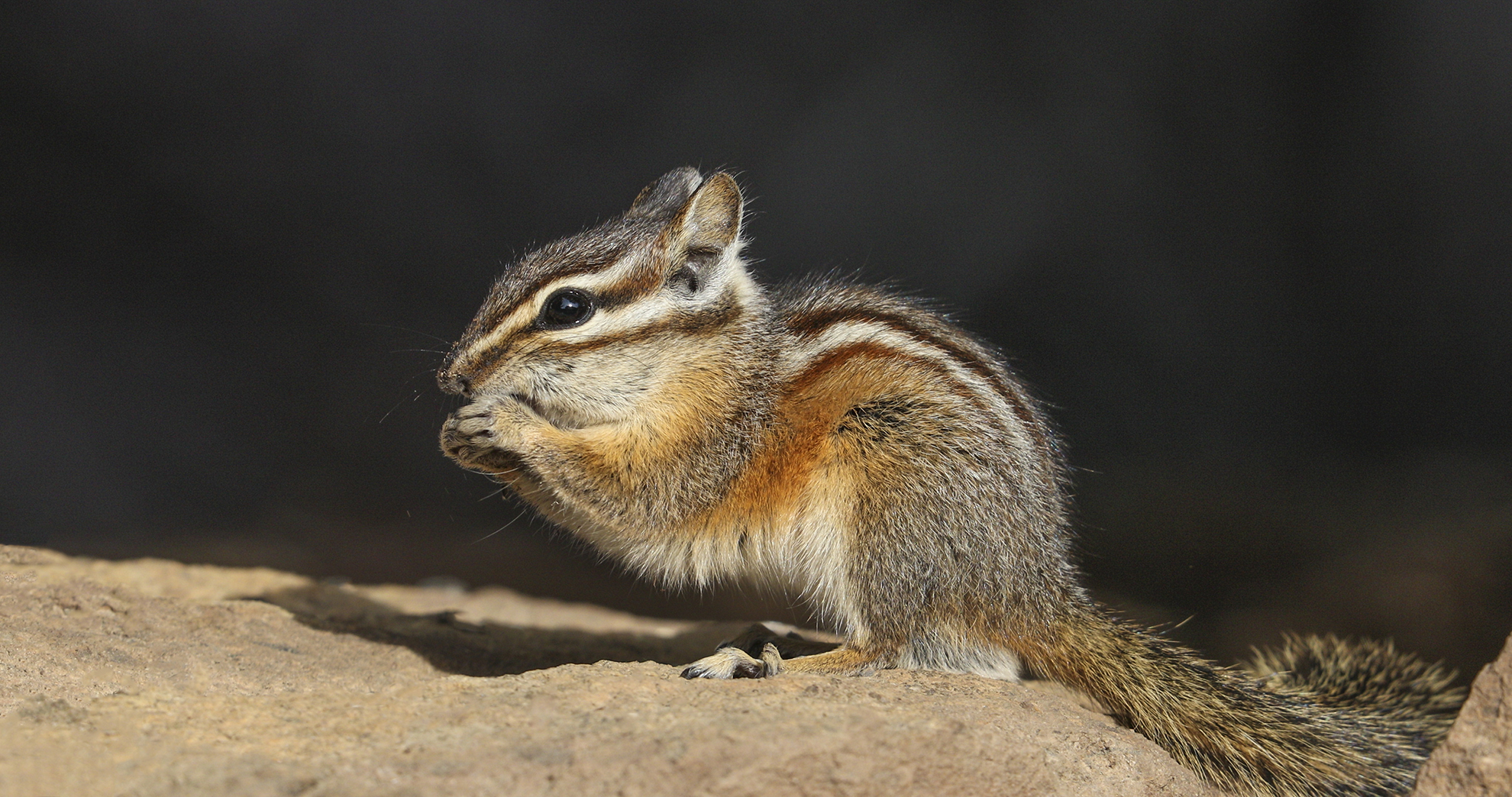 close up shot of chipmunk eating a nut