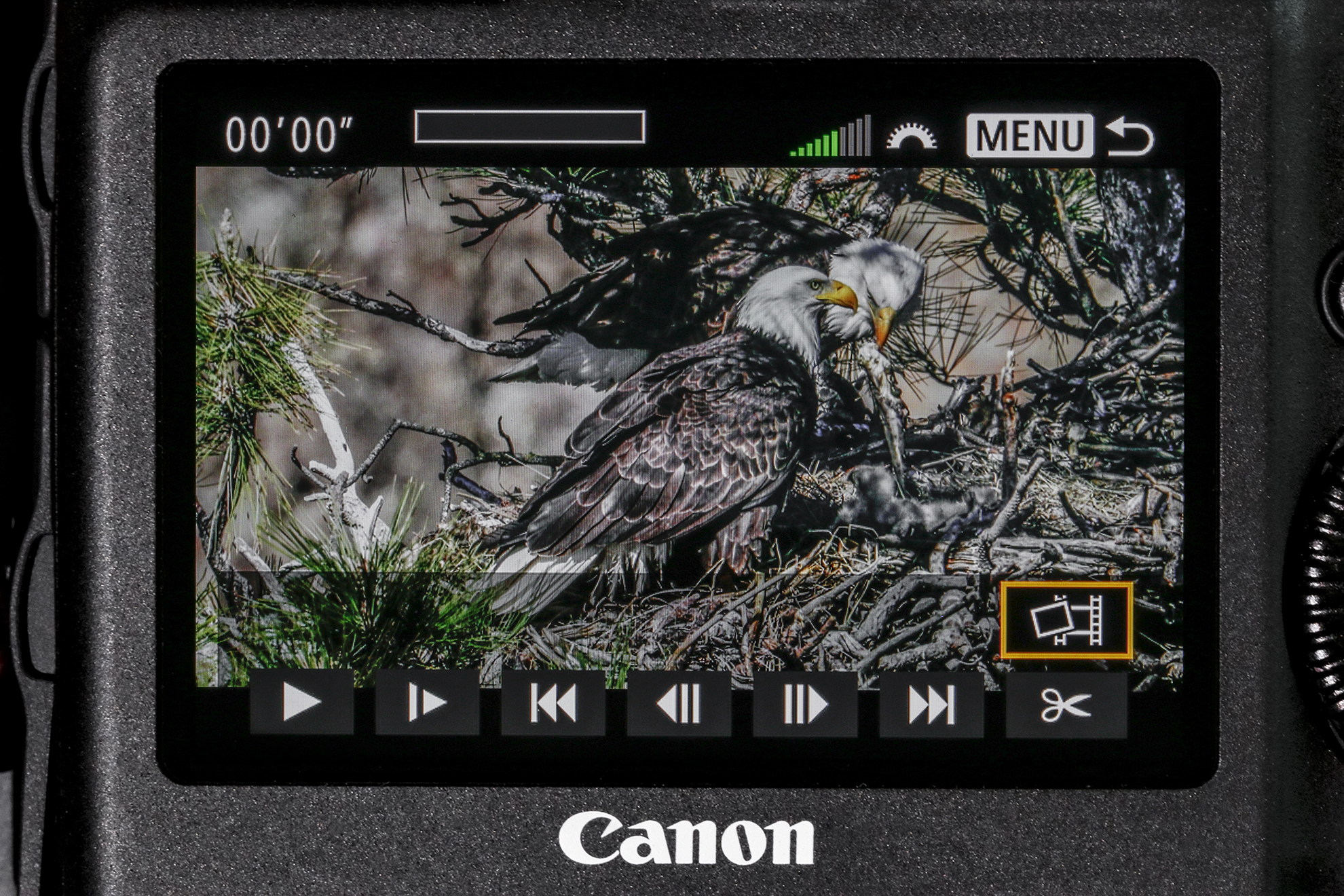 view through camera of two bald eagles in nest