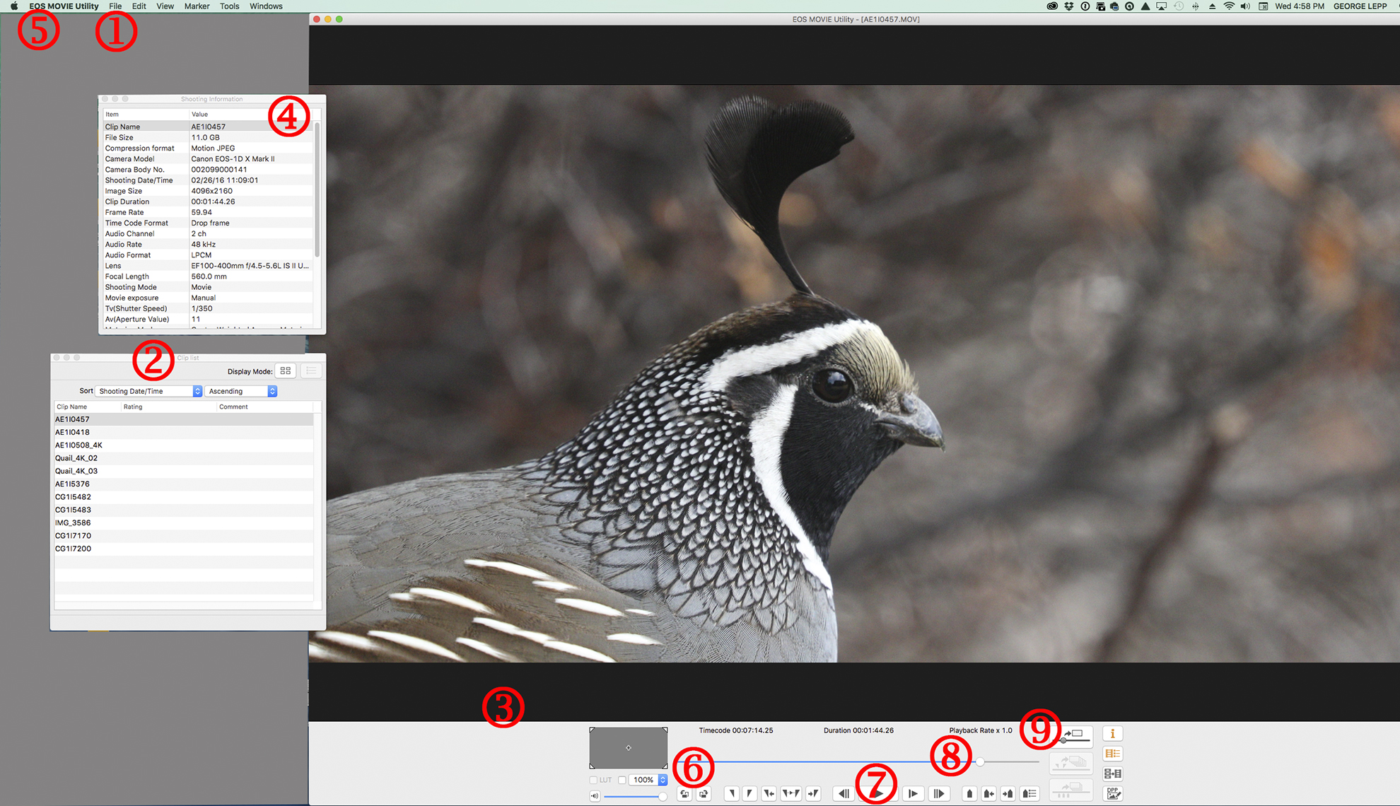 close up of bird open on computer in Adobe Premiere Pro