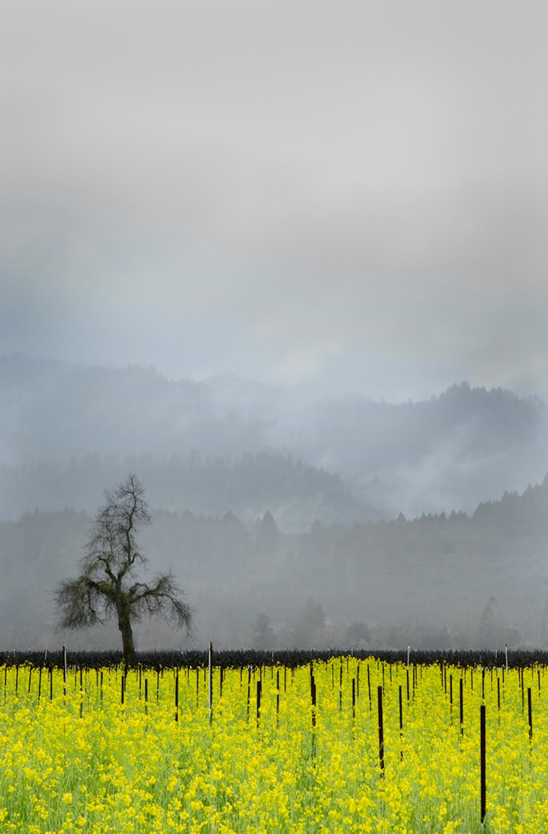 foggy sky covering mountains overlooking a bright green field