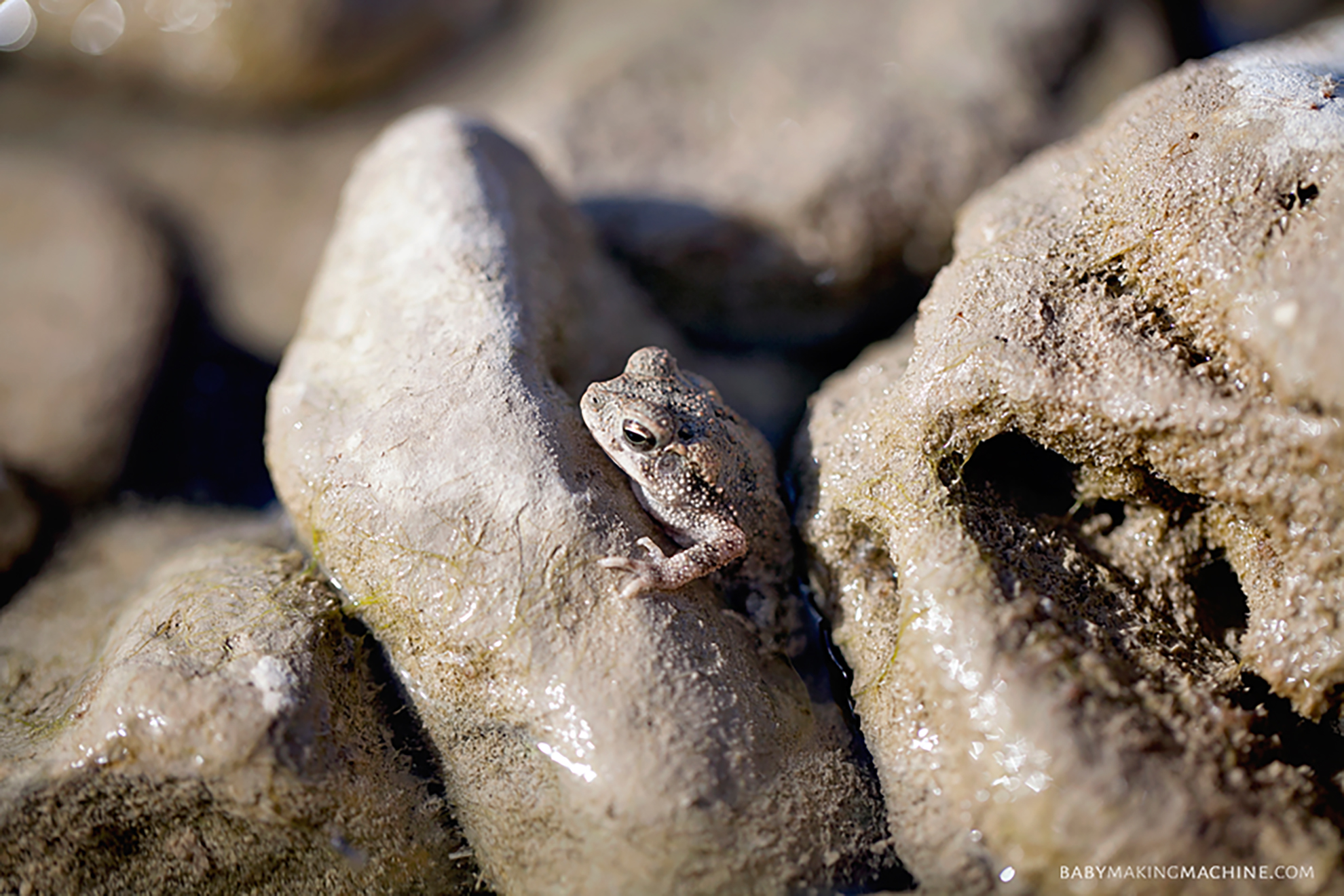 frog on rocks