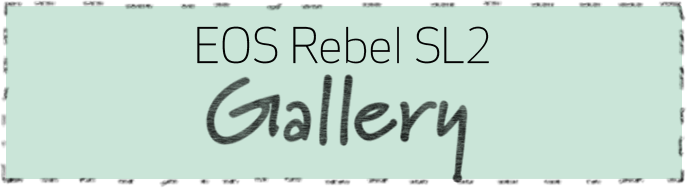 EOS Rebel SL2 Gallery