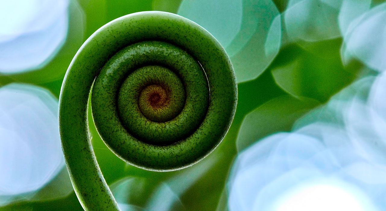Image focused on a fiddlehead fern, with the background out of focus