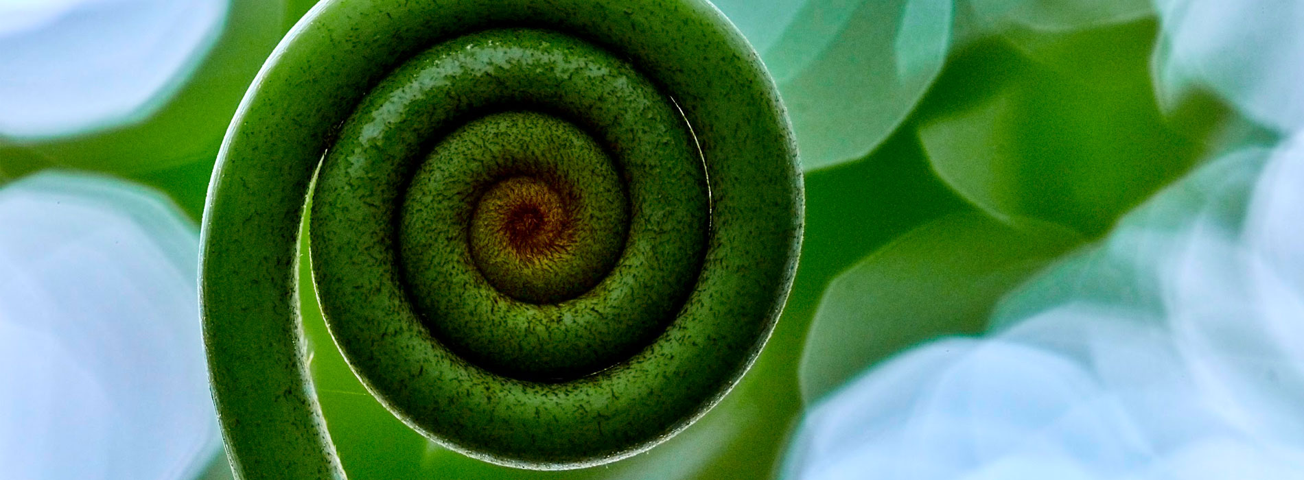 Image focused on a fiddlehead fern, with the background out of focus