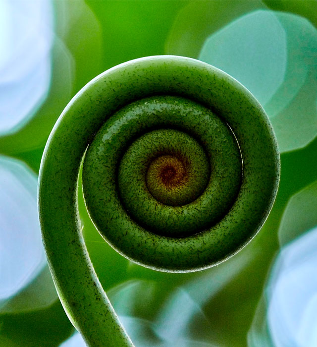 Image focused on a fiddlehead fern, with the background out of focus
