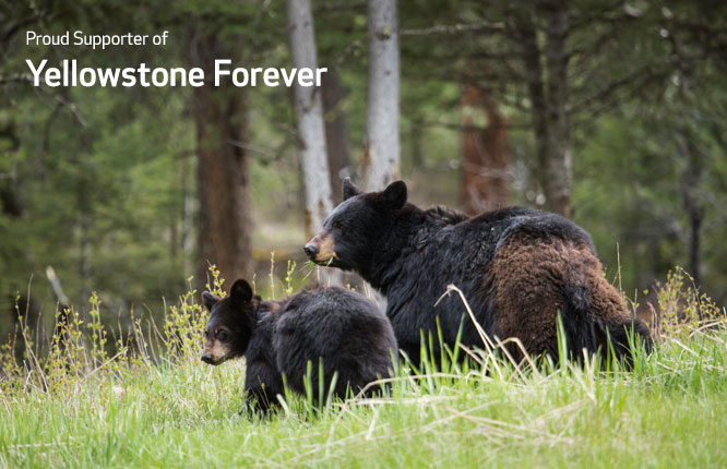 A mother bear with her cub surrounded by trees