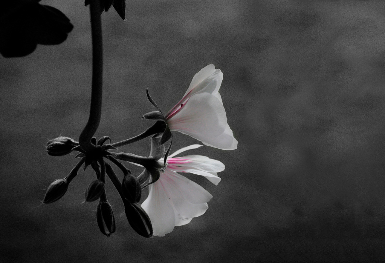 Dark image of white and pink flowers mostly in shadow hanging from the top of the photo