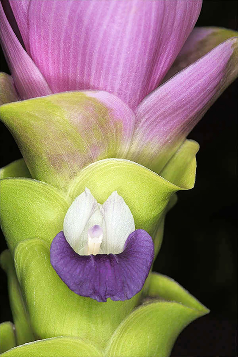 Macro image of the base of a purple flower where leaf turns to flower