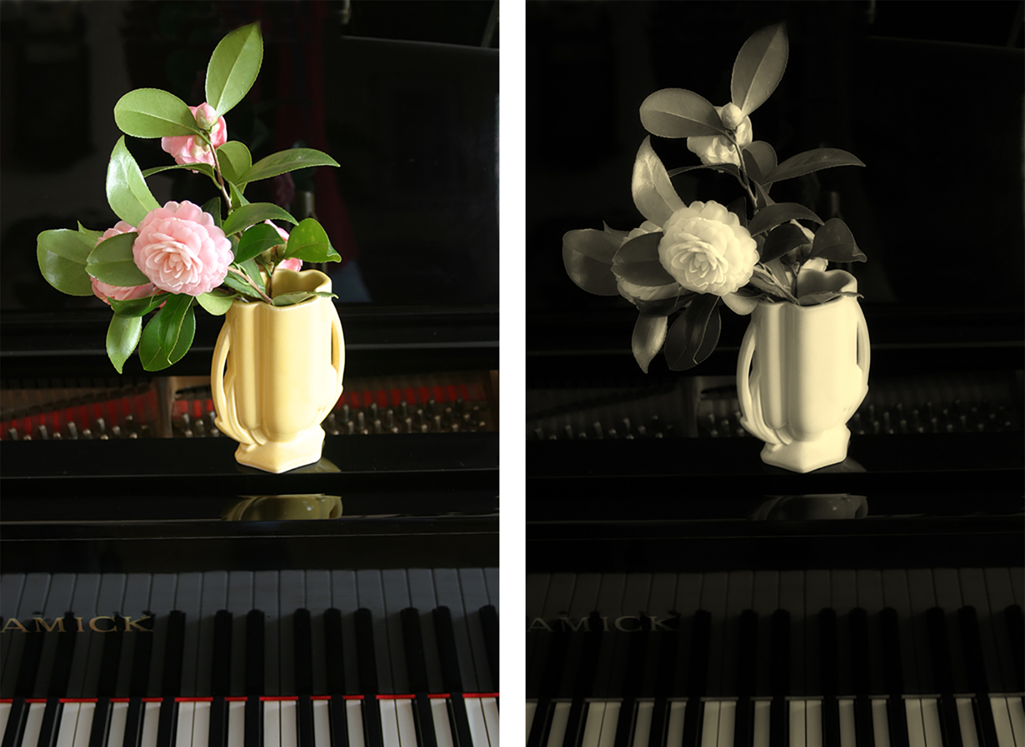 Side by side images of a few pink circular flowers in a light yellow handled vase on the left and the black and white version on the right