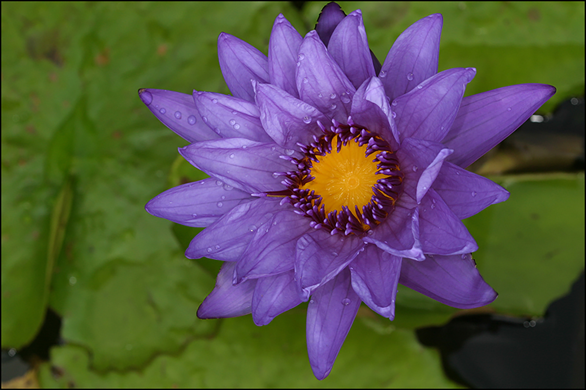 Macro image of a bright purple flower and a yellow center