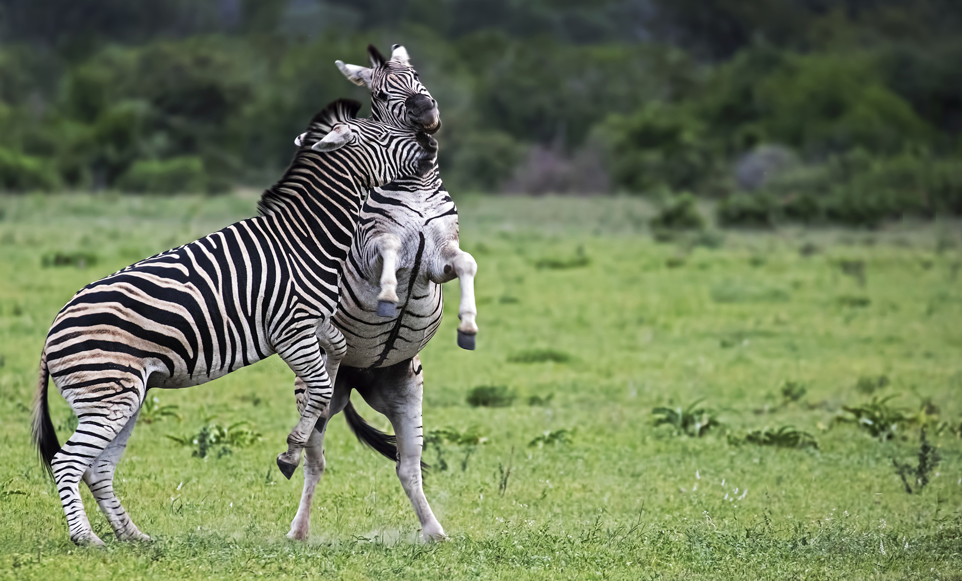 Canon U.S.A., Inc. Photo Safari, Photo Success