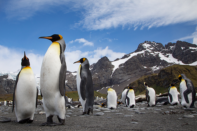 King penguin colony, with the Canon EOS 5D Mark IV and EF 24-105mm lens