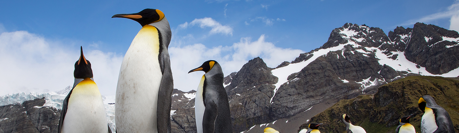 King penguin colony, with the Canon EOS 5D Mark IV and EF 24-105mm lens