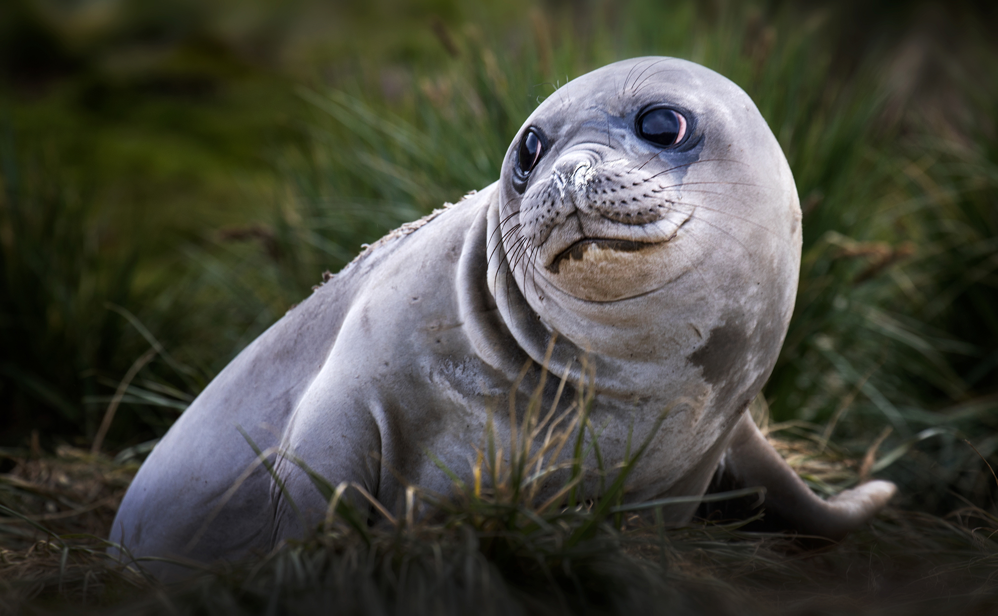 Image of a seal pup in the grass