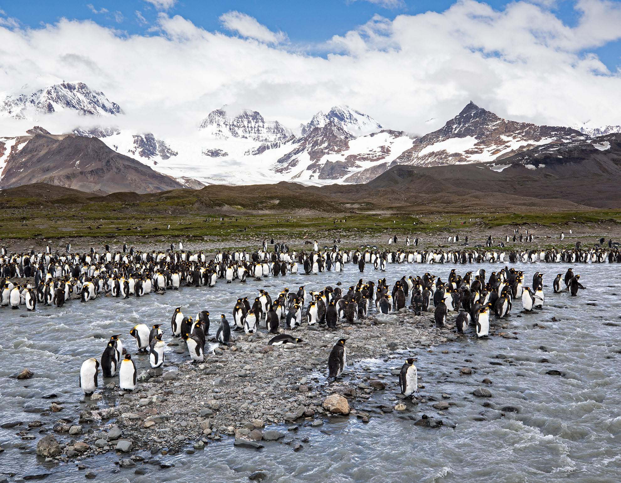 Landscape image of the largest king penguin colony in the world