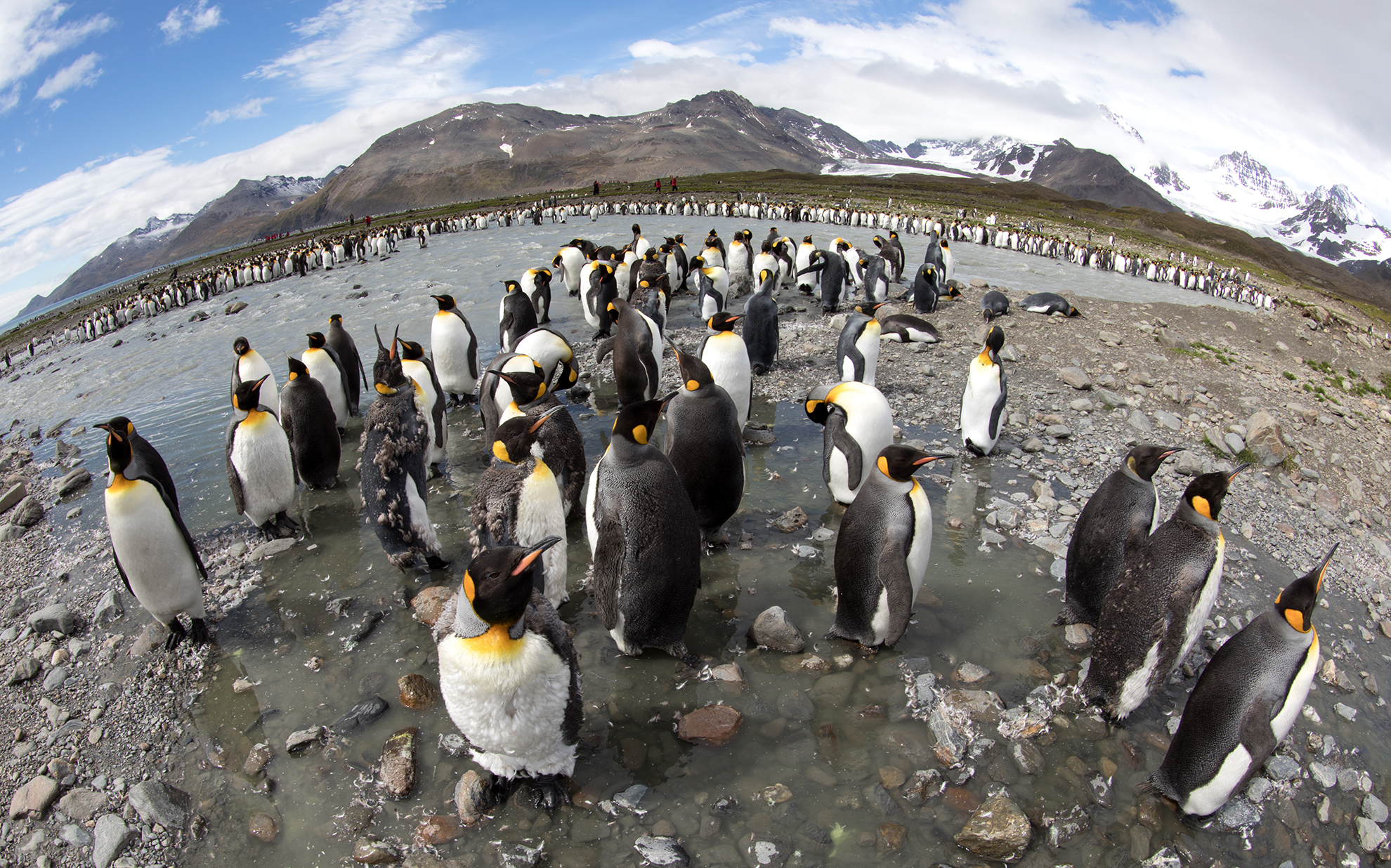 Fisheye lens image of king penguine colony