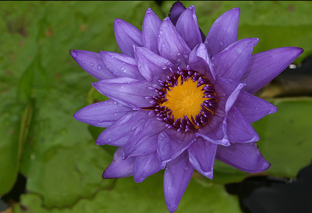 Macro photo of a bright purple flower with water droplets clinging to the petals