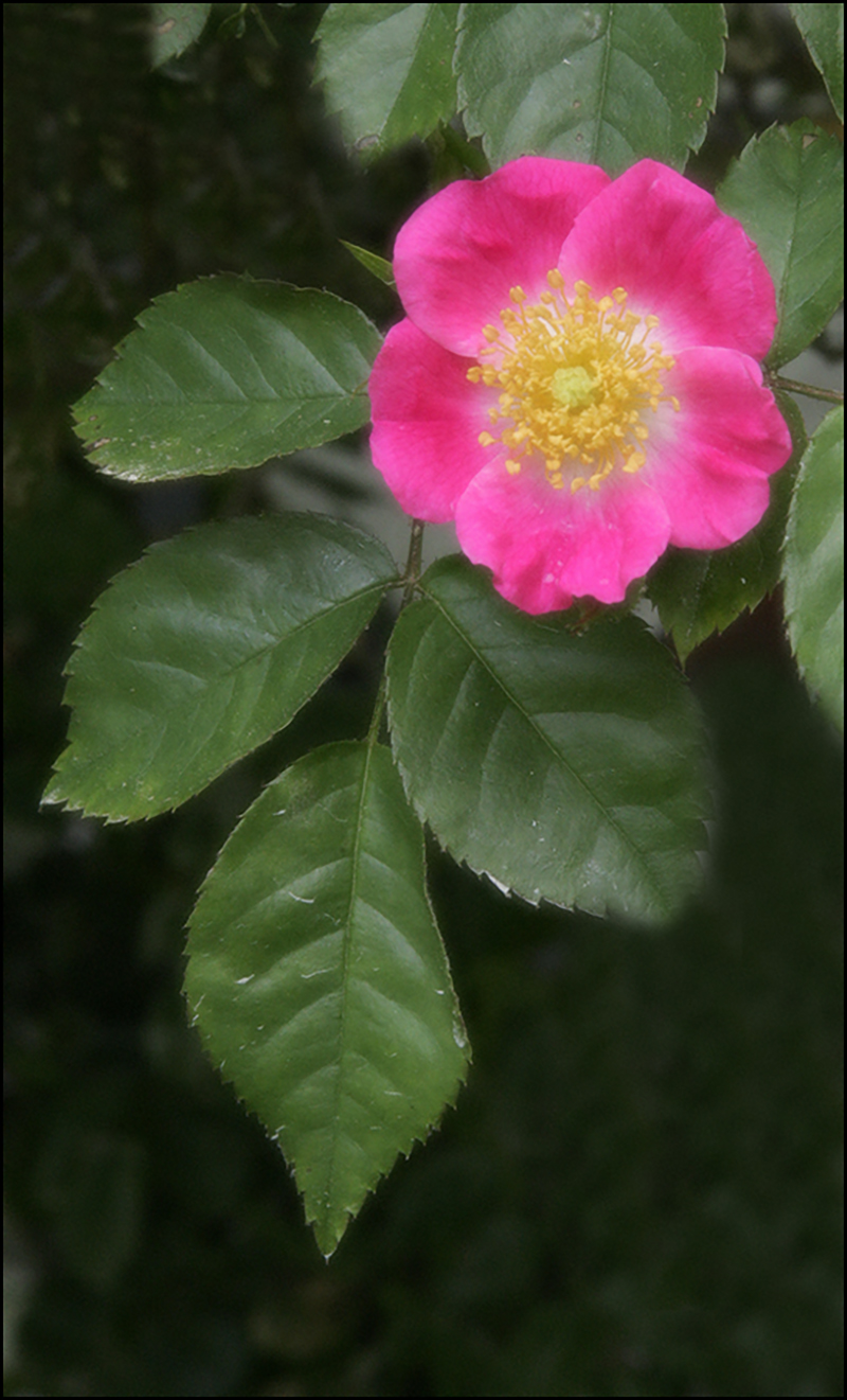 Portrait image of a bright pink flower with shiny green leaves surrounding it