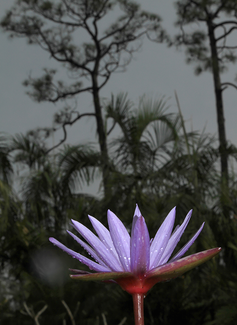 Portrait photo of a purple petaled flower with dark trees in the background