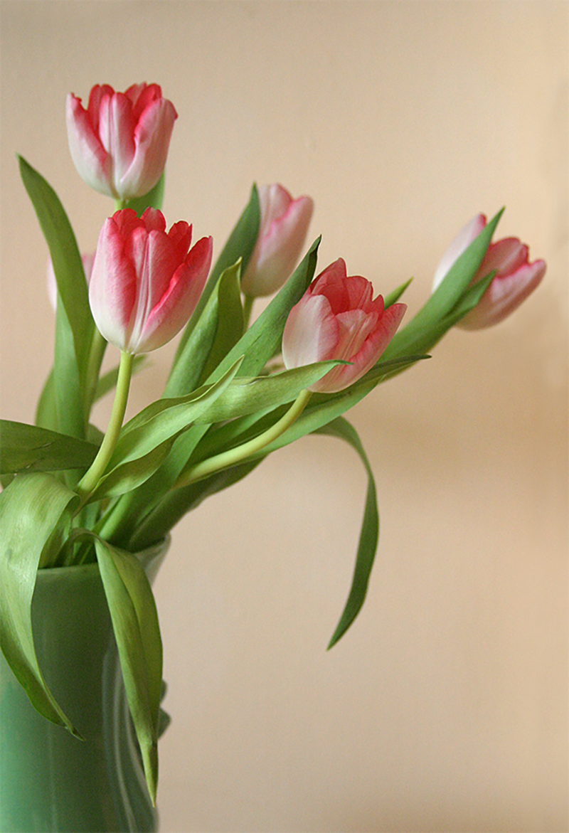 Portrait image of pink and white tulips in a soft green vase