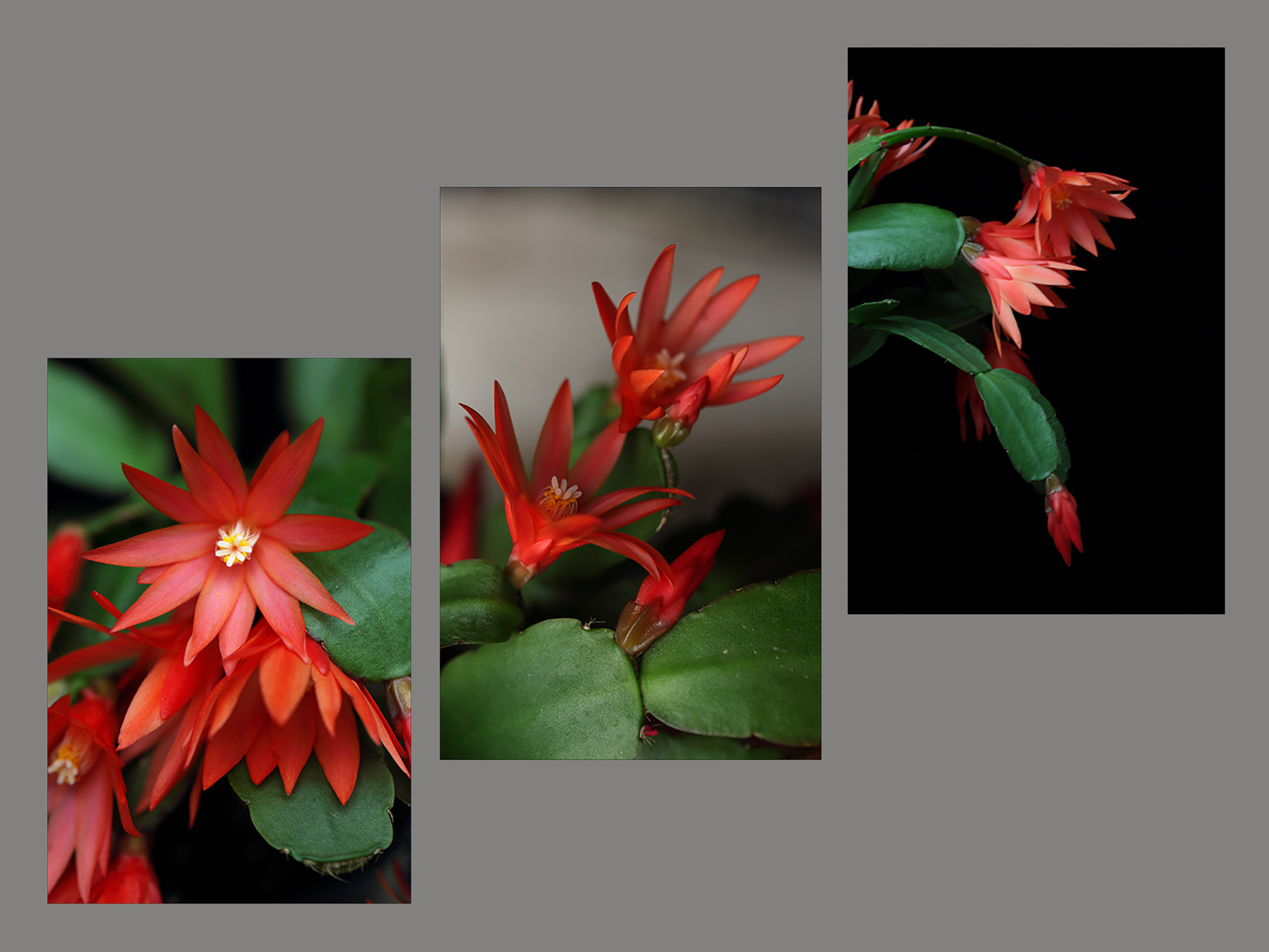 Three side by side images of a bright red petaled flowers from different angles