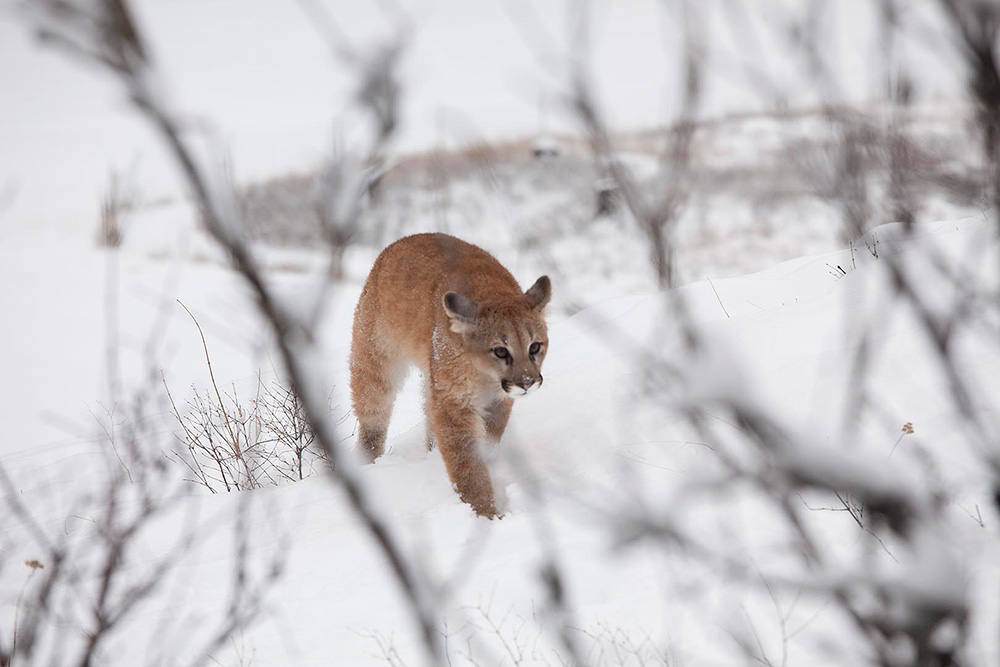 Image focused on mountain lion walking in snowy woods