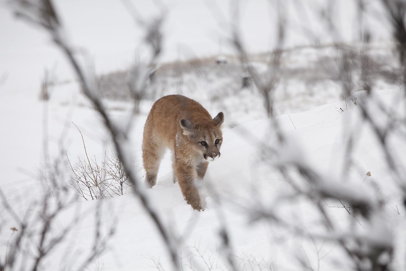 image of mountain lion stalking through the snow - focused through foreground branches