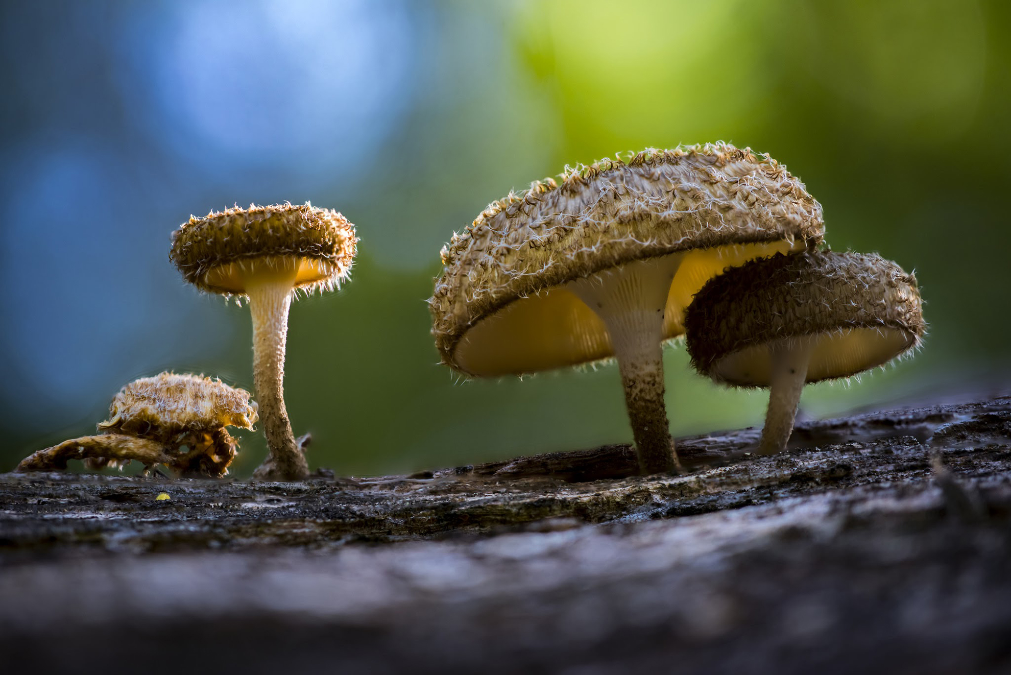 Macro image of furry textured mushrooms growing on a log