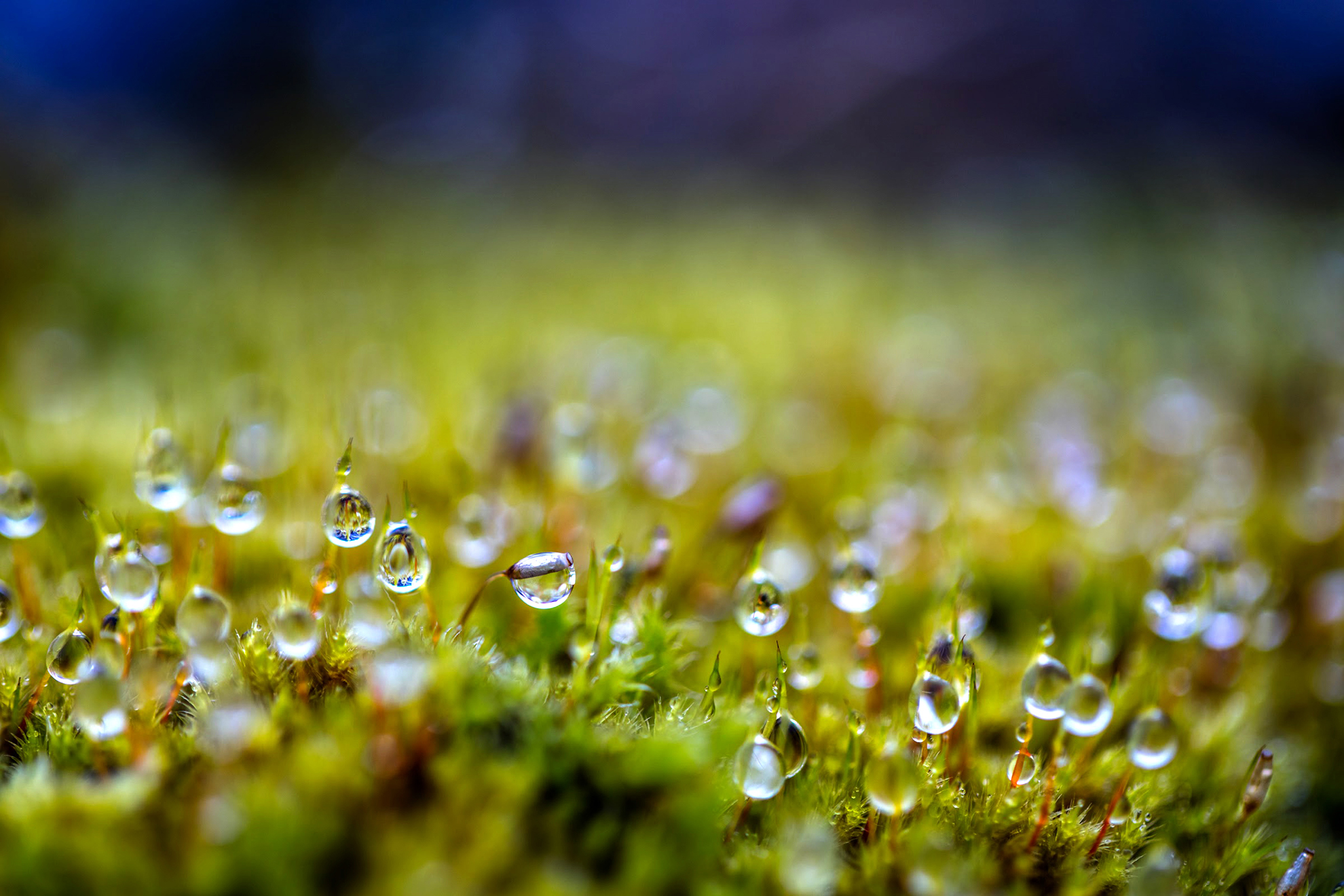Extreme macro image of water droplets clinging to green moss