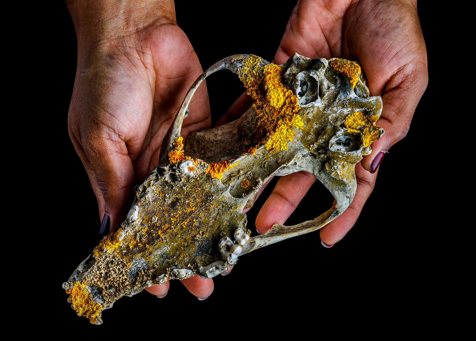 Macro image of a long animal skull with yellow moss-like plants growing around the thin bones