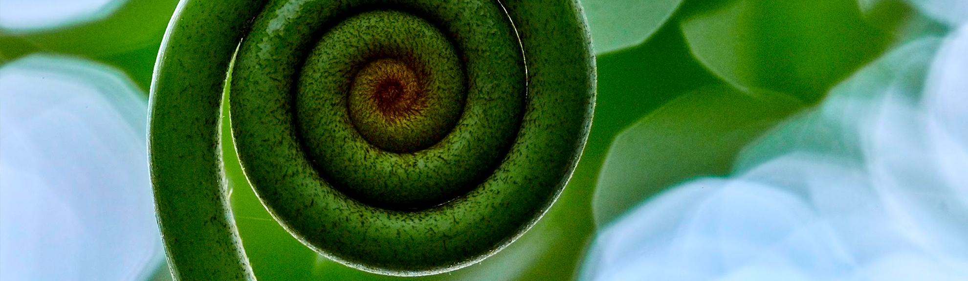 Extreme macro close up of fiddlehead fern