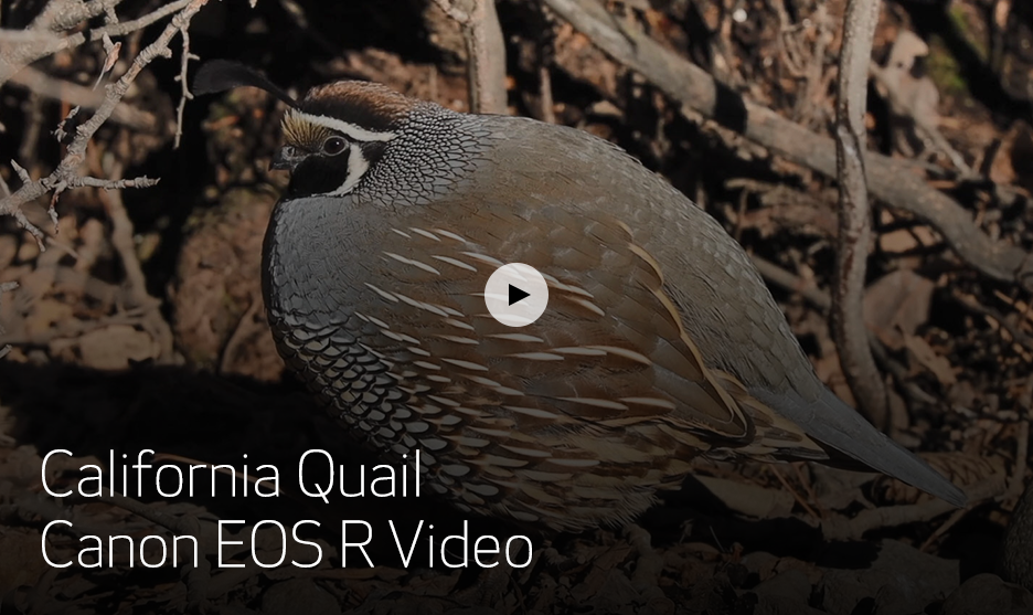 California Quail Canon EOS R Video Thumbnail