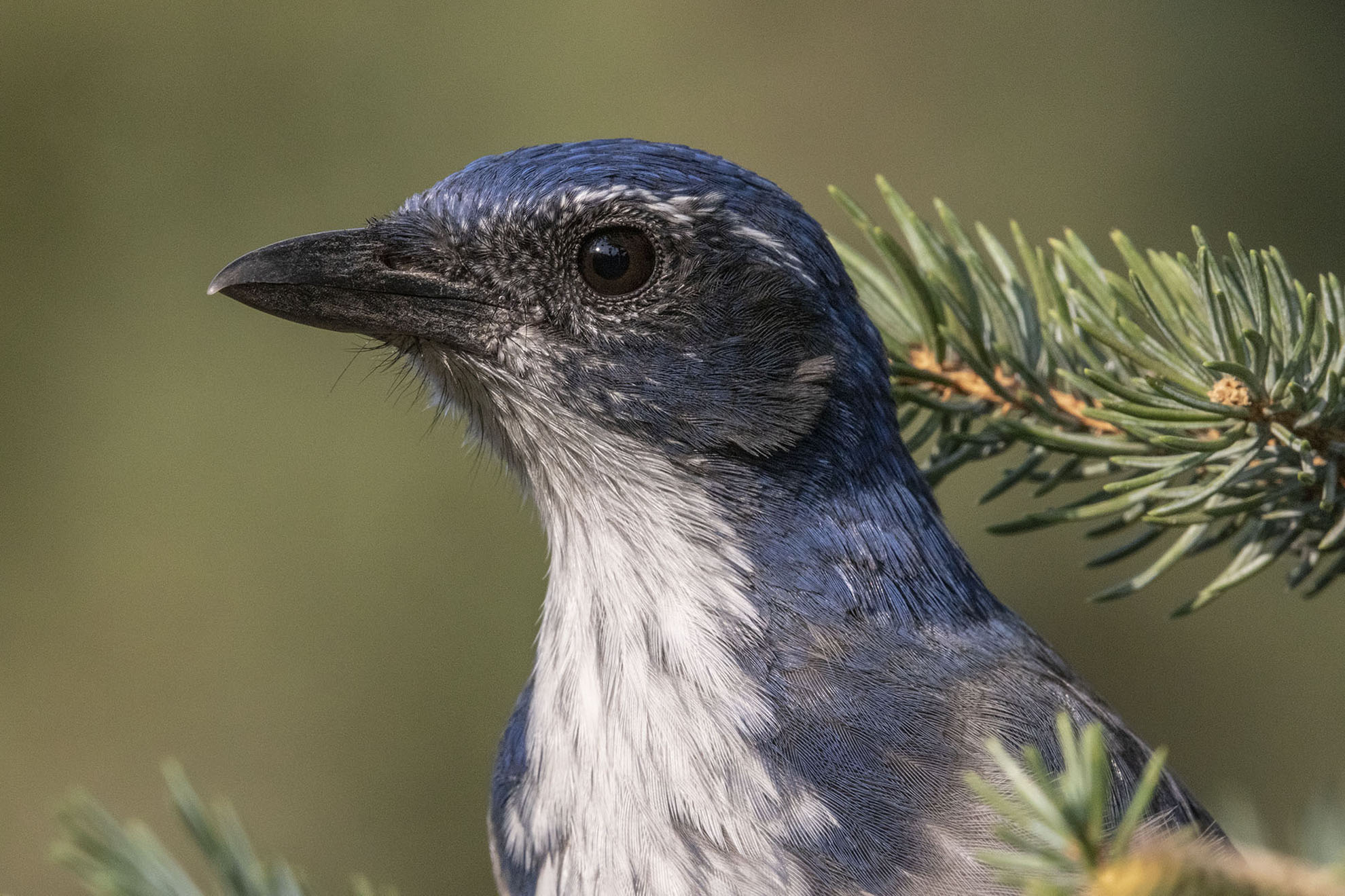Image of scrub jay captured from a portable blind with the Canon EOS R