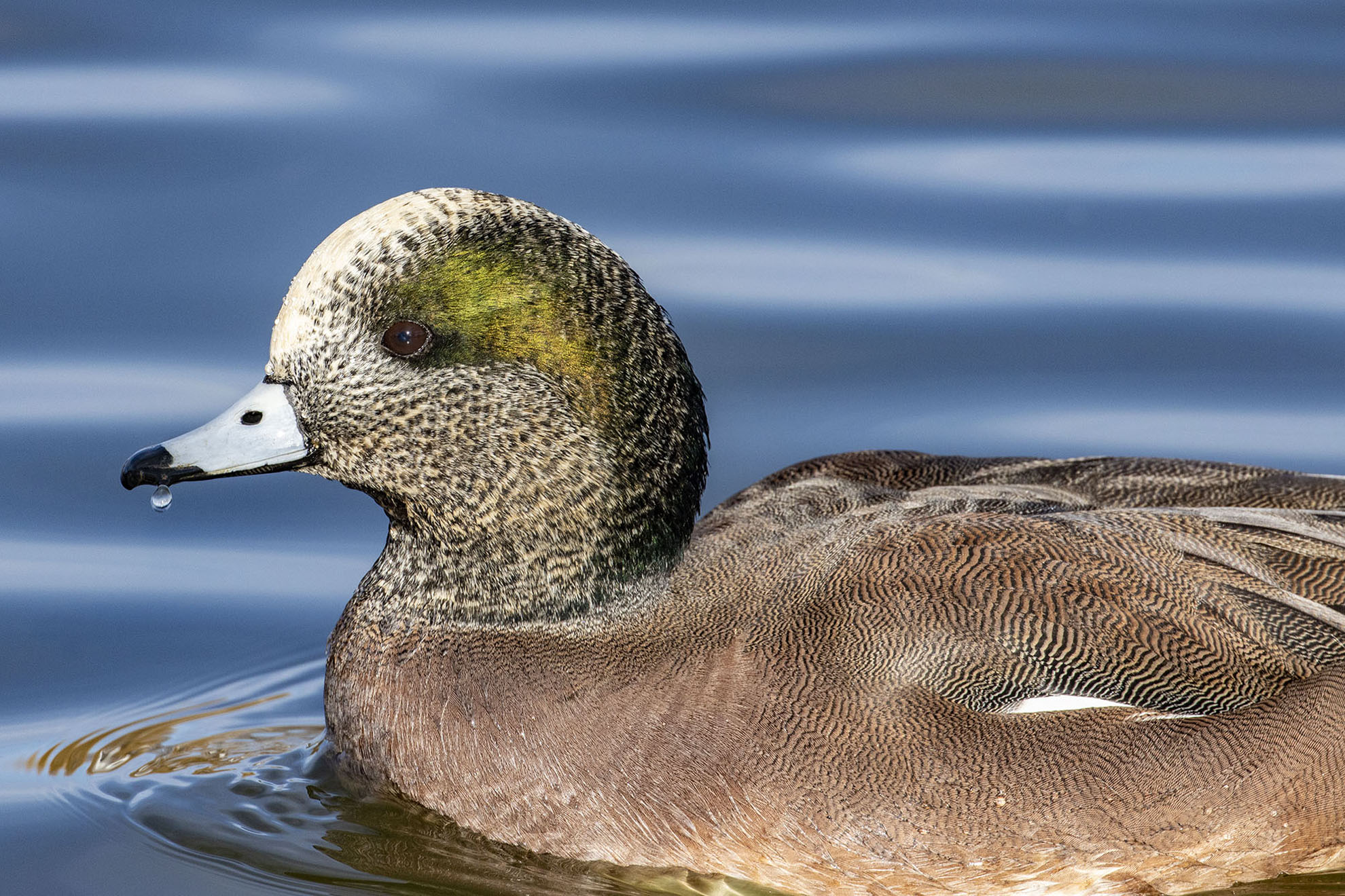 Image of an American wigeon male duck on a lake
