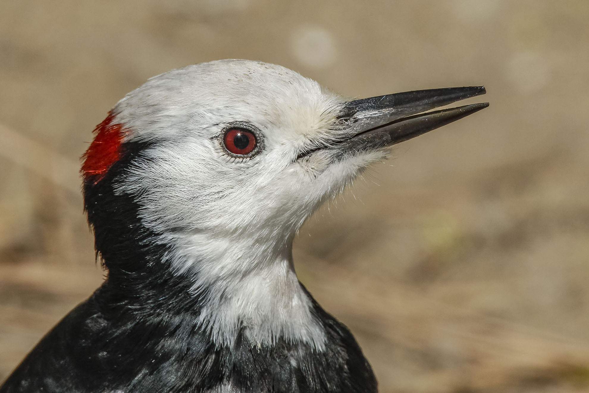 Portrait of a male white-headed woodpecker
