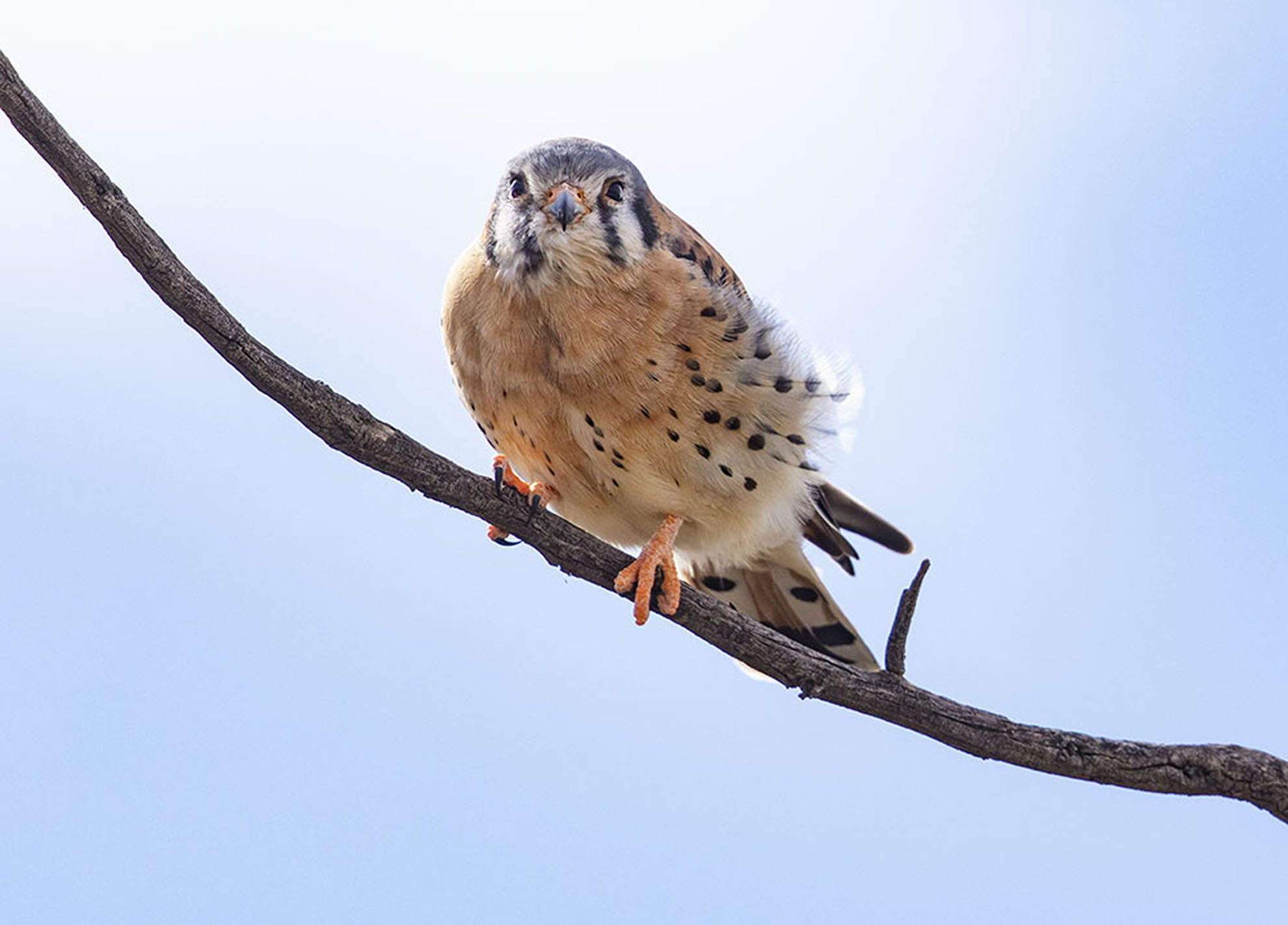 Portrait of a kestrel perched on a branch