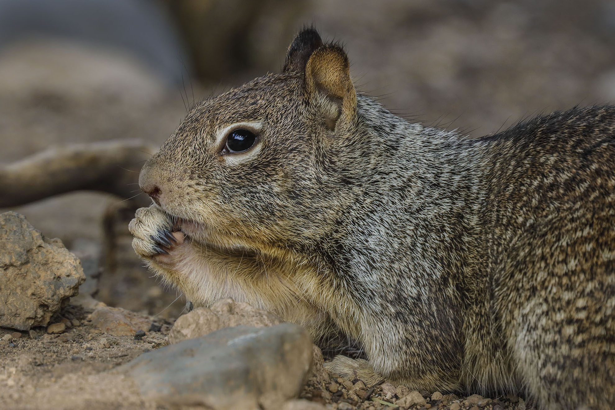 Portrait of a California ground squirrel