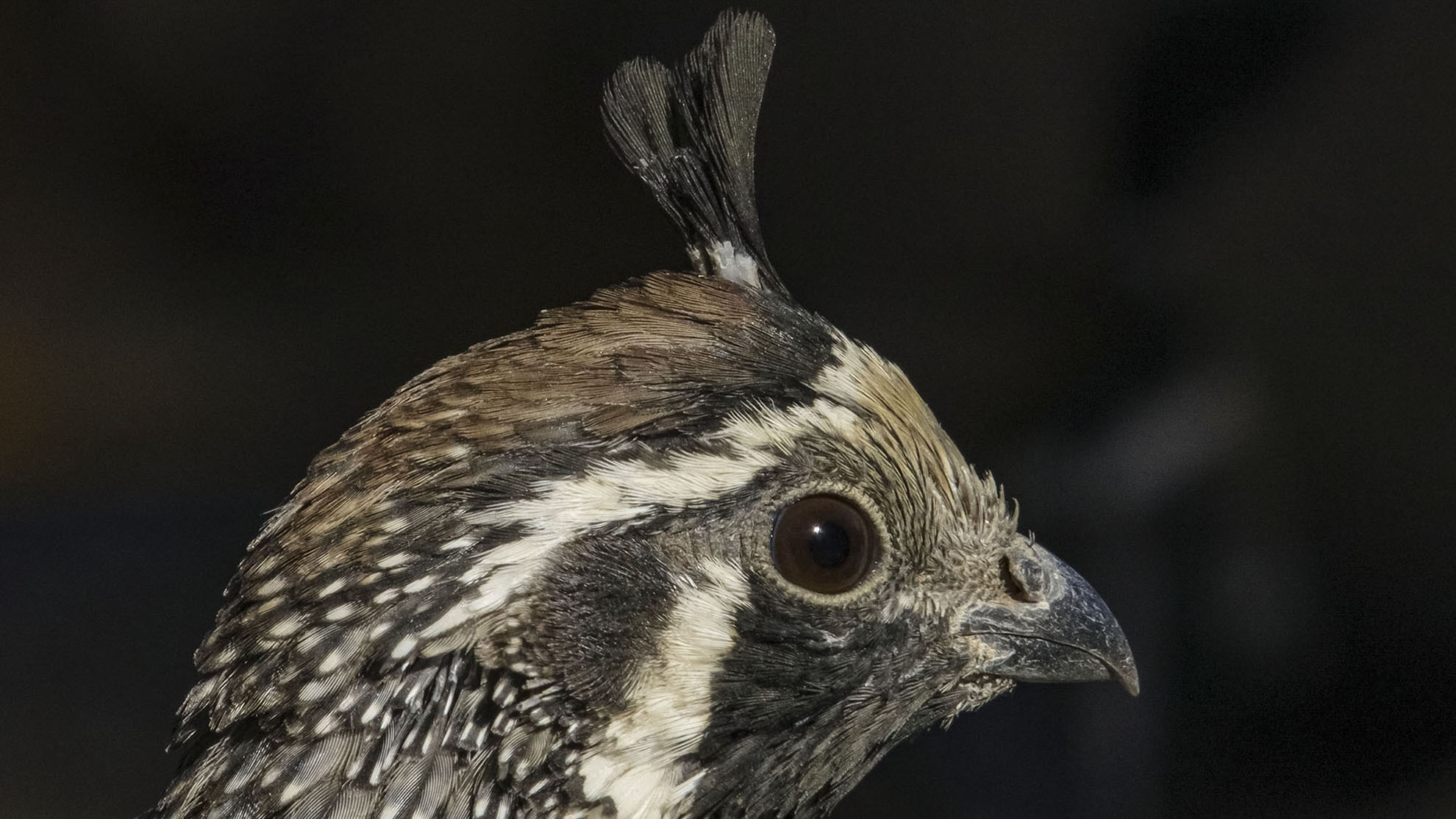 4K Frame Grab of young male California quail