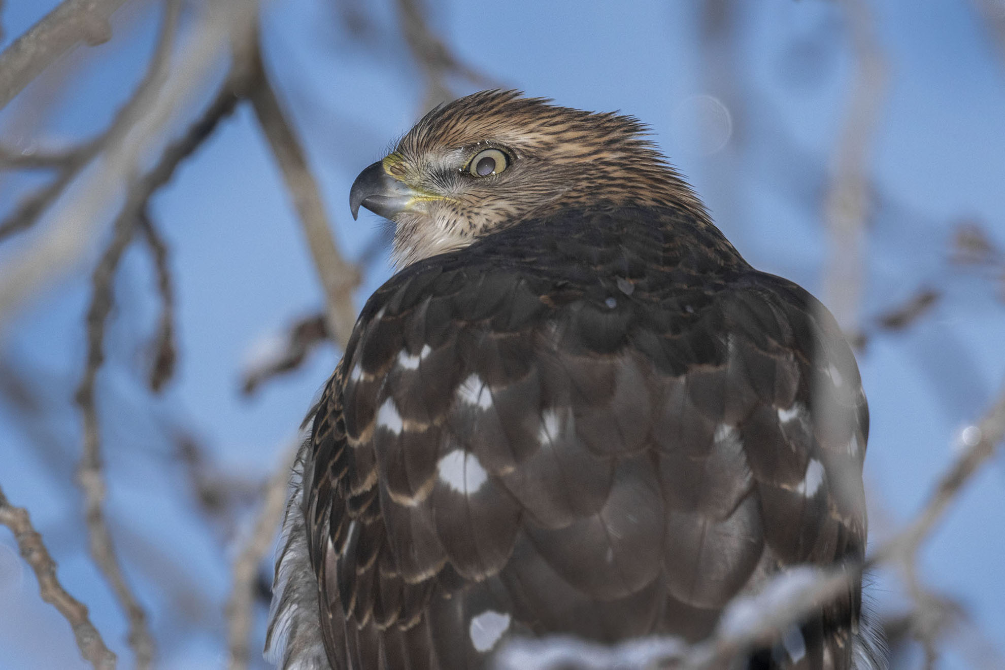 Image of a Cooper's Hawk